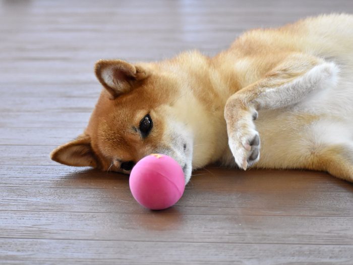 Ball rollen trainieren mit deinem Hund ZooRoyal Magazin