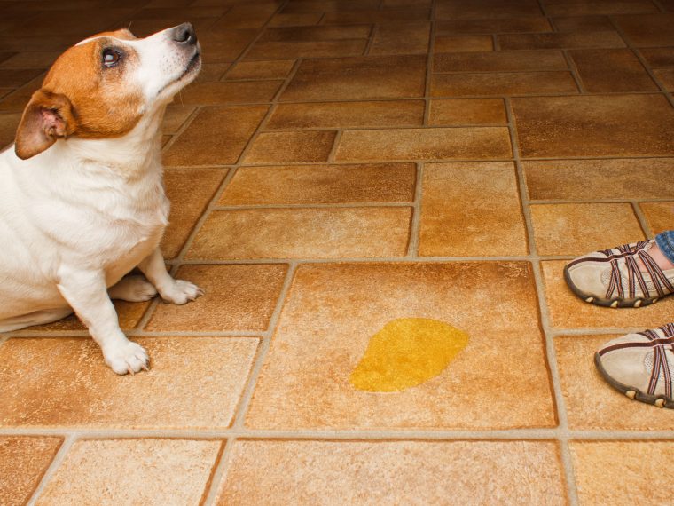 Niereninsuffizienz beim Hund erkennen behandeln | ZooRoyal