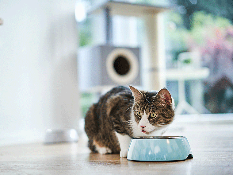 Nahrungszusätze im Katzenfutter