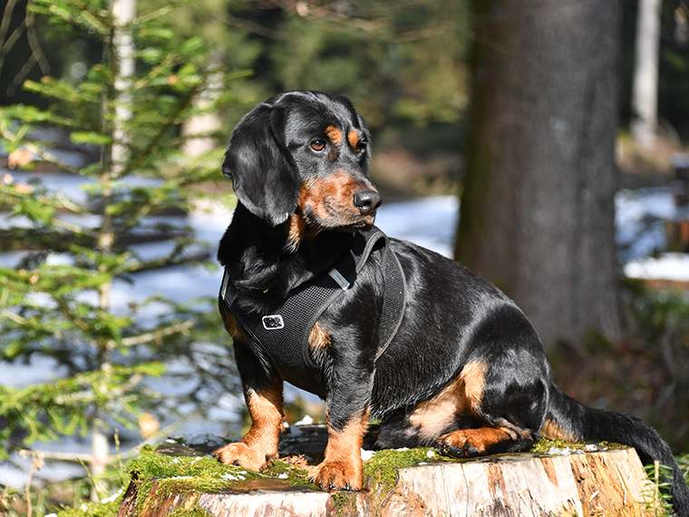 Alpenländische Dachsbracke