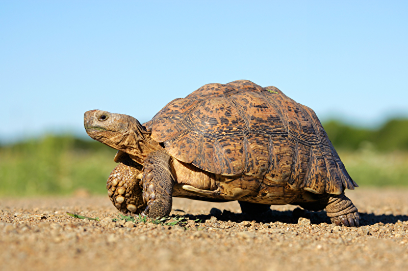 Schildkröte - Pflege, Haltung & Lebensraum | Steckbrief