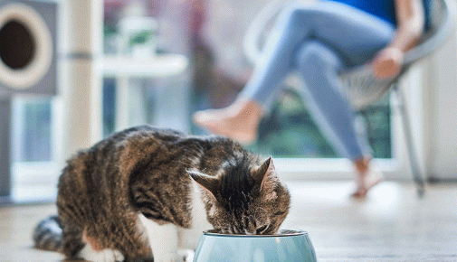 Wieviel Trockenfutter und Nassfutter brauchen Katzen?
