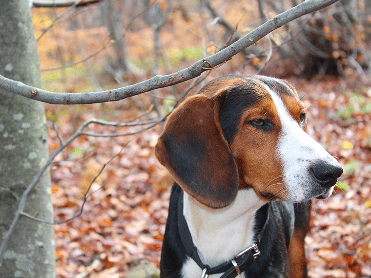 Dreifarbiger Serbischer Laufhund