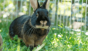 Milben bei Kaninchen