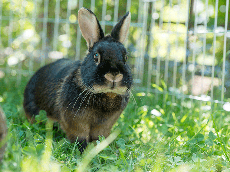 Milben bei Kaninchen