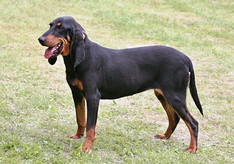 Berner Niederlaufhund