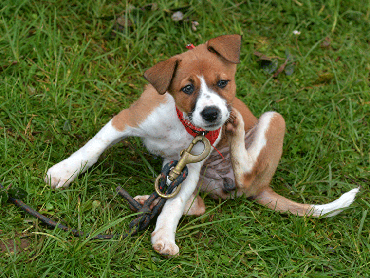 Flöhe Hund