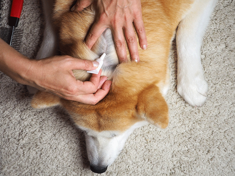 Flöhe beim Hund behandeln