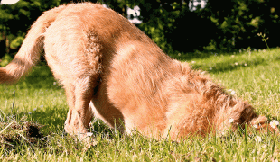 Grasmilben Hund