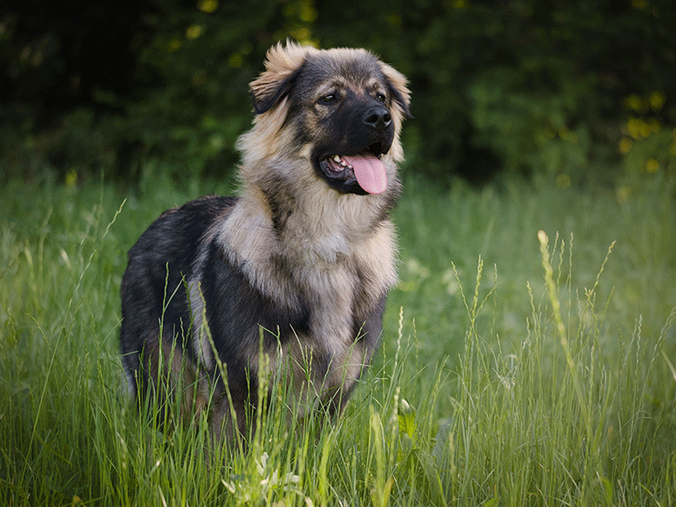 Karst-Schäferhund