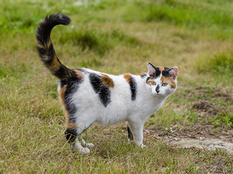 Katzen Körpersprache