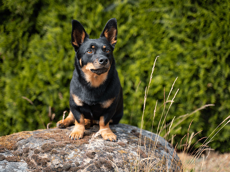 Lancashire Heeler