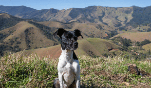 Brasilianischer Terrier