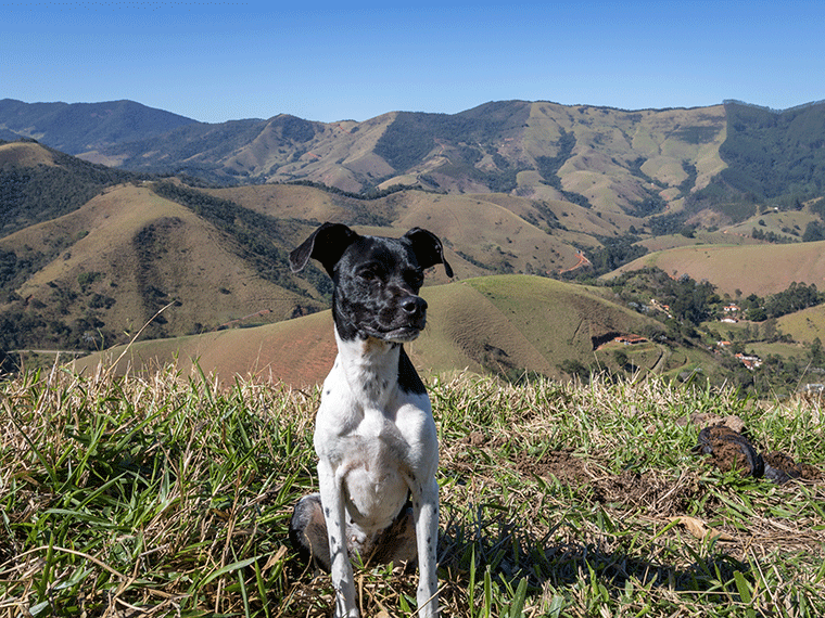 Brasilianischer Terrier