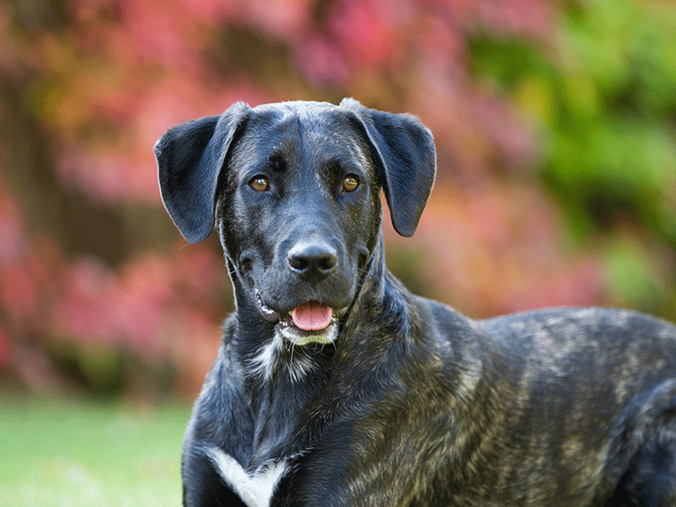 Cão Fila de São Miguel