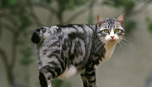 Japanese Bobtail