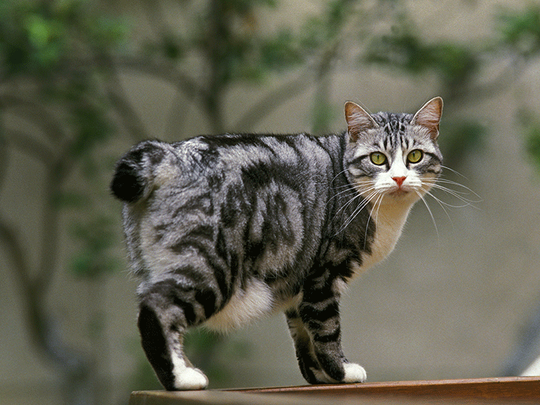 Japanese Bobtail