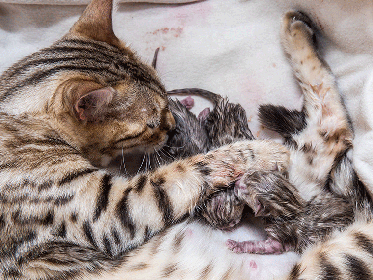 Trächtige Katze Geburt