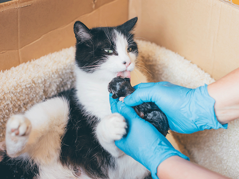 Trächtige Katze: Probleme bei der Geburt