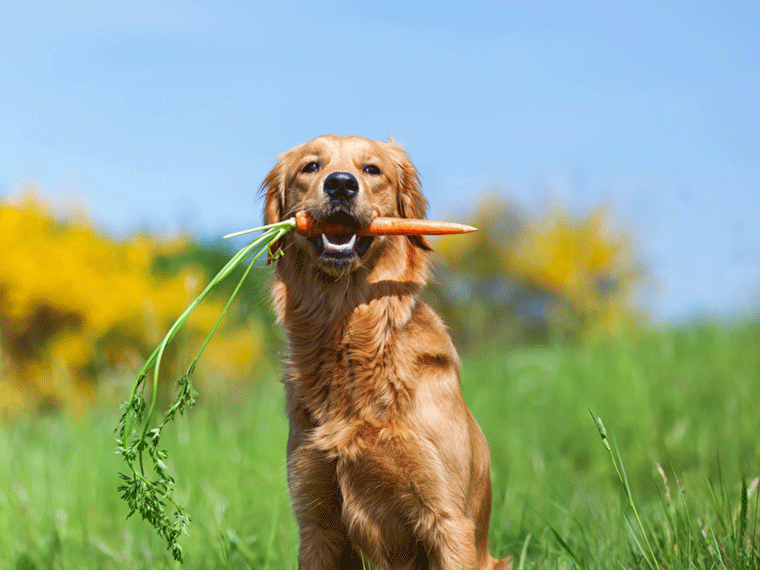 Gemüse für Hunde