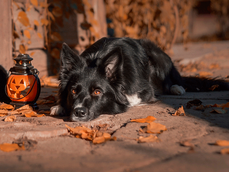 Halloween Hund