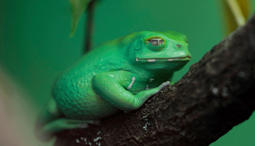 Korallenfinger Laubfrosch