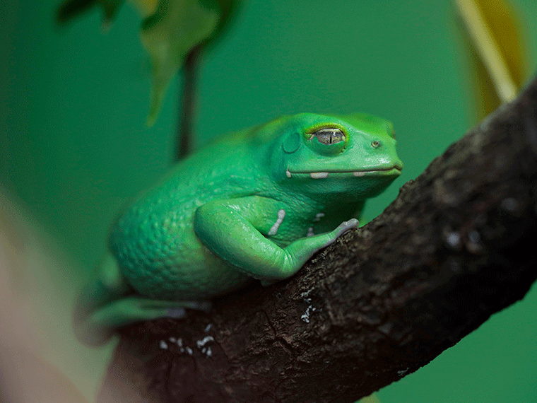 Korallenfinger Laubfrosch