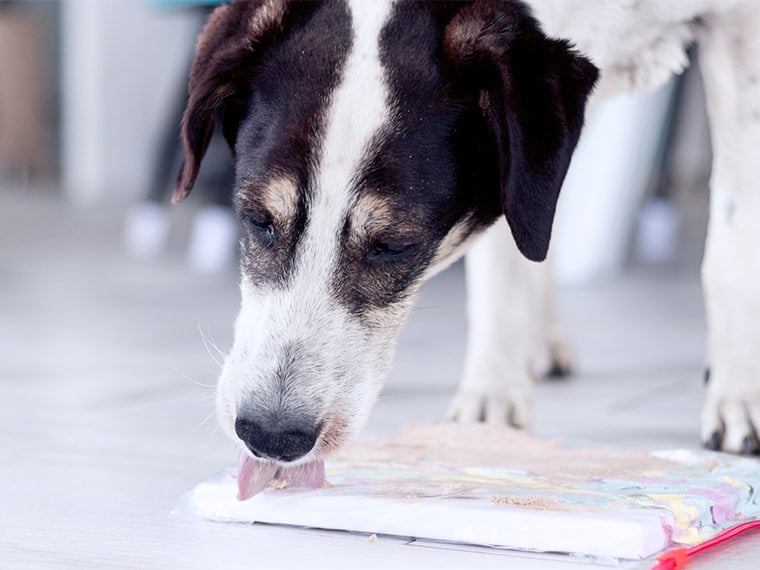 Leinwand bemalen mit Hund