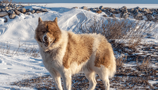 Canadian Eskimo Dog