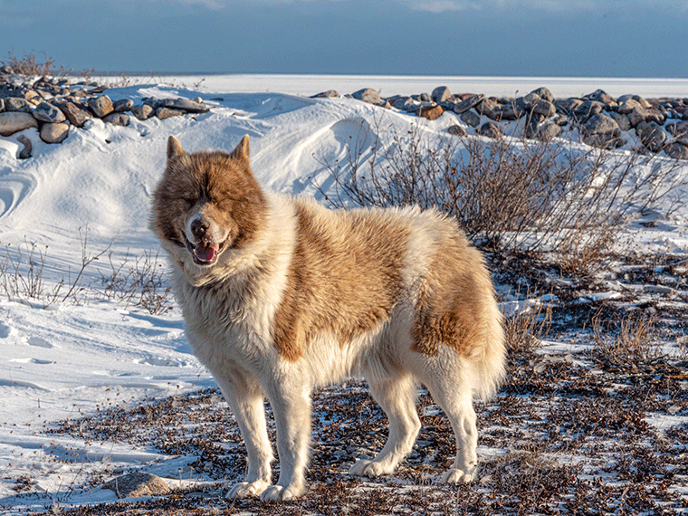 Canadian Eskimo Dog