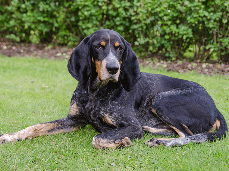 Luzerner Laufhund