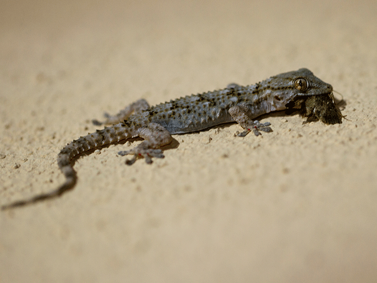 Mauergecko