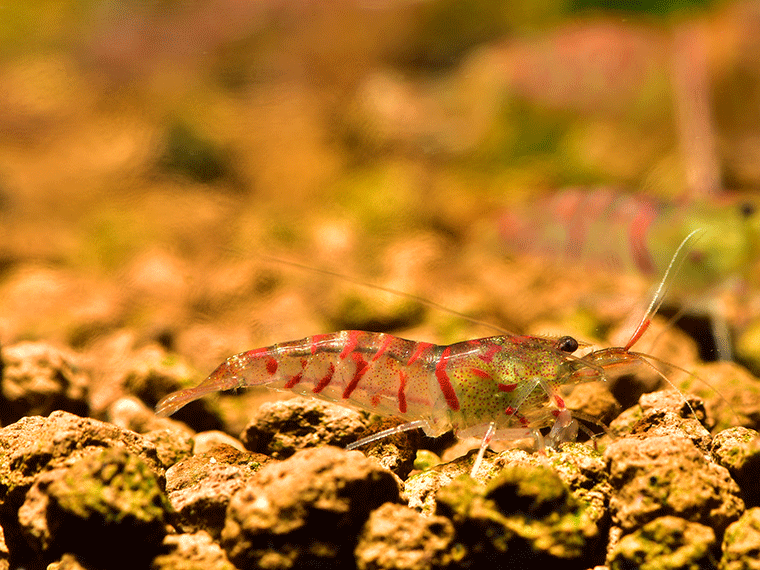 Rote Tigergarnele