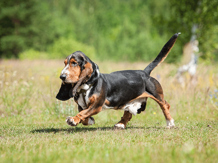 Basset Artésien Normand