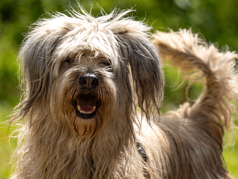 Cão da Serra de Aires