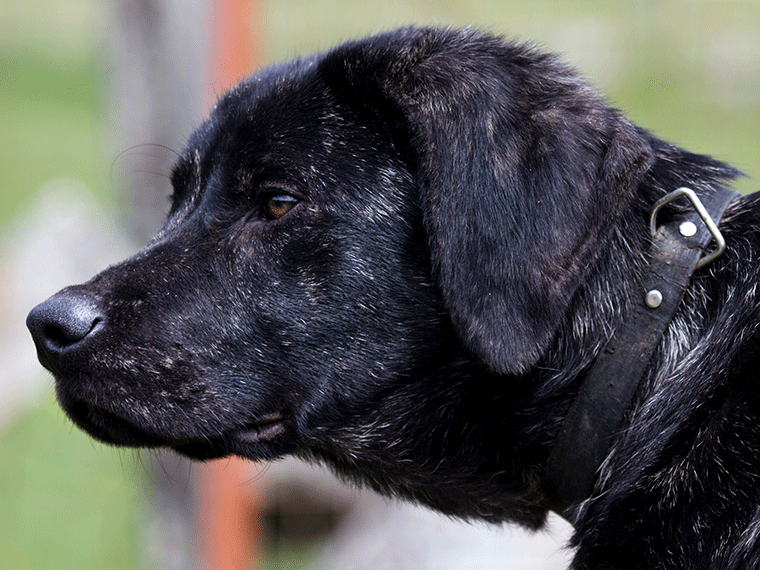 Cão de Castro Laboreiro