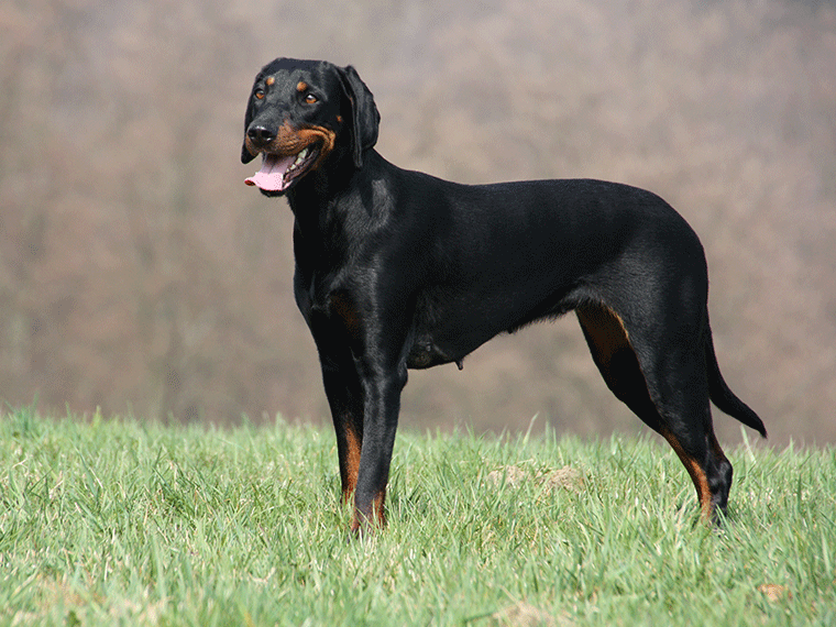 Montenegrinischer Gebirgslaufhund