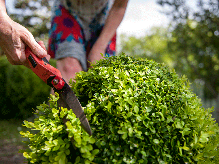 Giftige Gartenpflanzen für Hunde: Buchsbaum