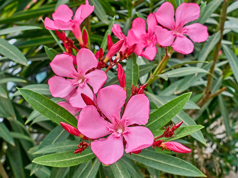 Giftige Pflanzen für Hunde: Oleander