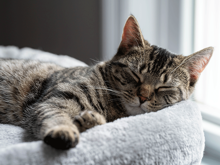 Katze schläft viel