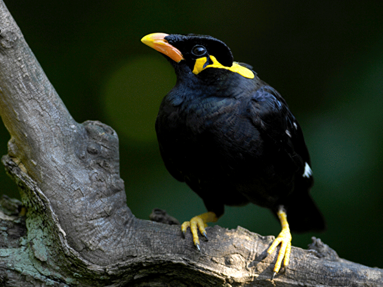 Bergbeo: Gracula religiosa