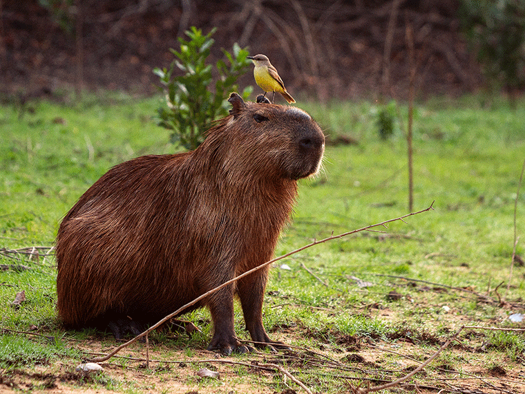 Capybara