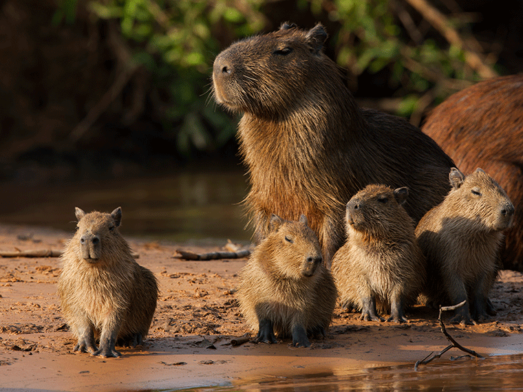 Capybara Familie