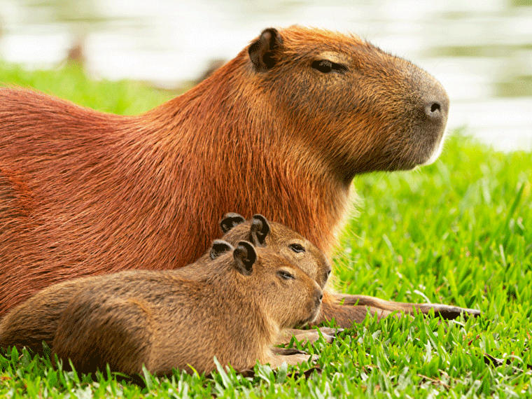 Capybara mit Nachwuchs