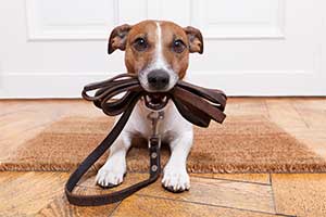 Halsband & Leinen für kleine Hunde