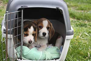 Transport für kleine Hunde