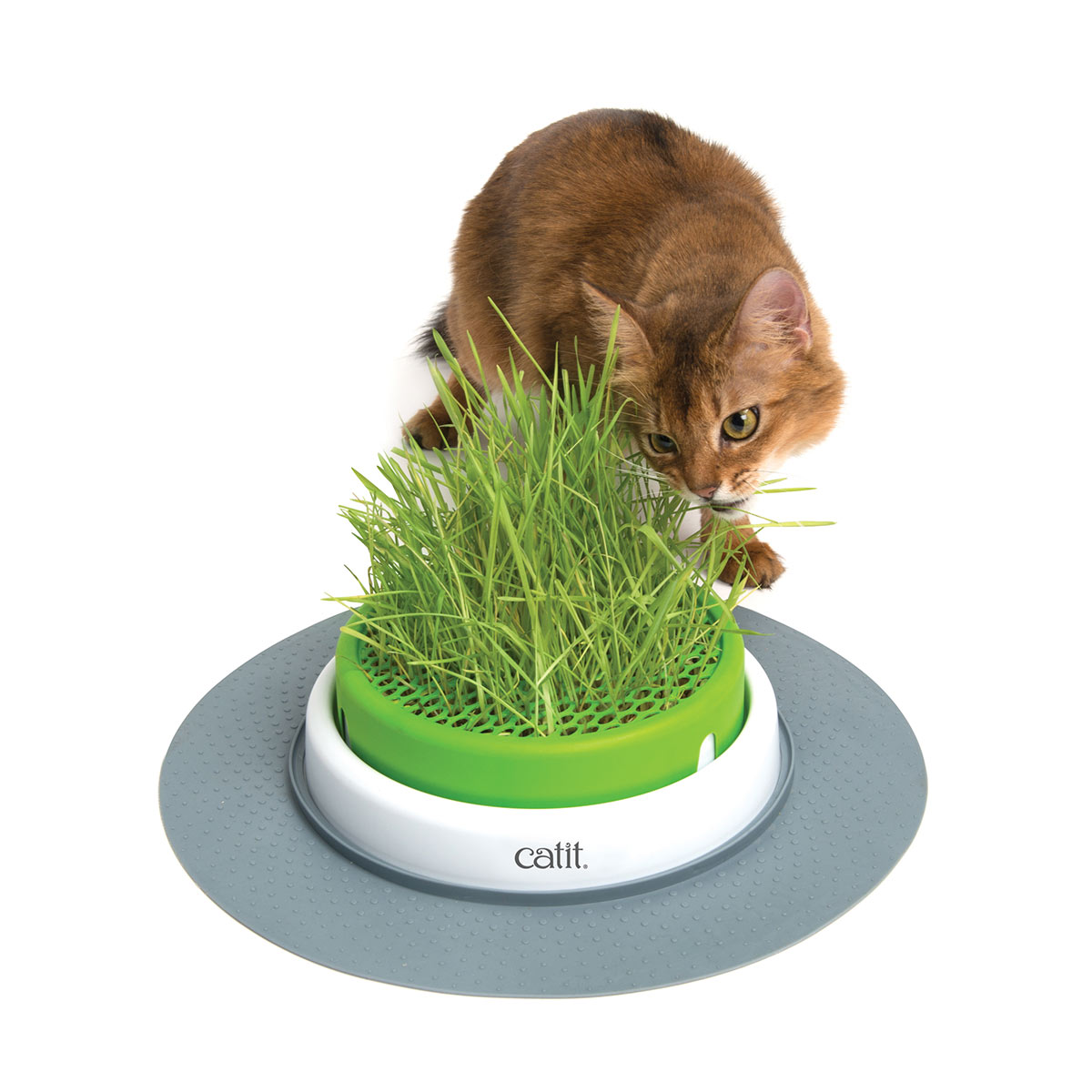 Catit Senses Grass Planter