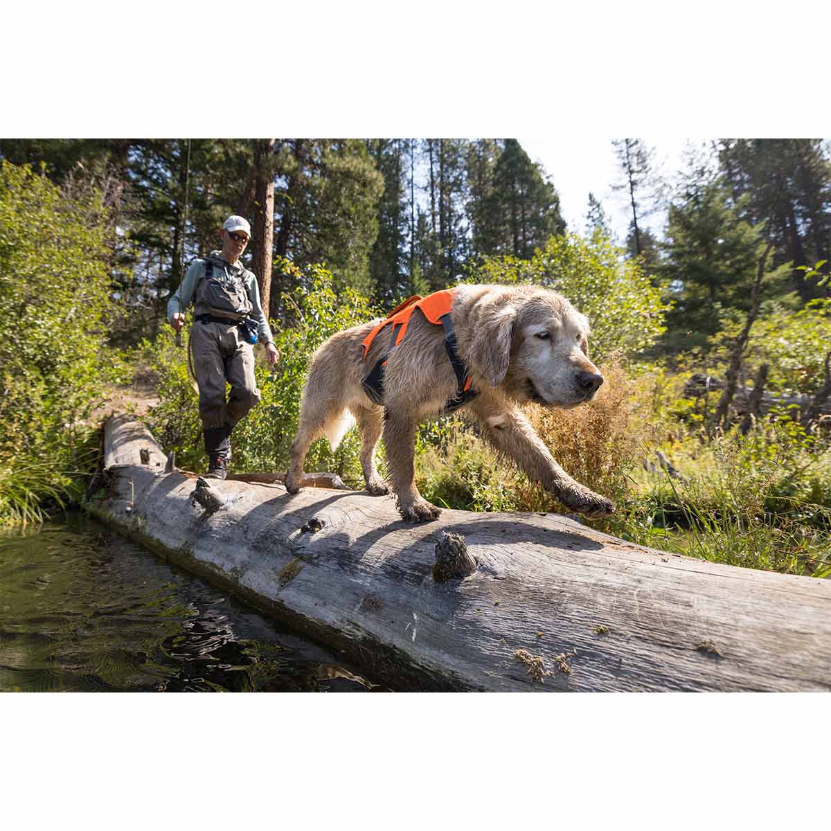 Ruffwear Geschirr Web Master Blaze Orange kaufen bei ZooRoyal