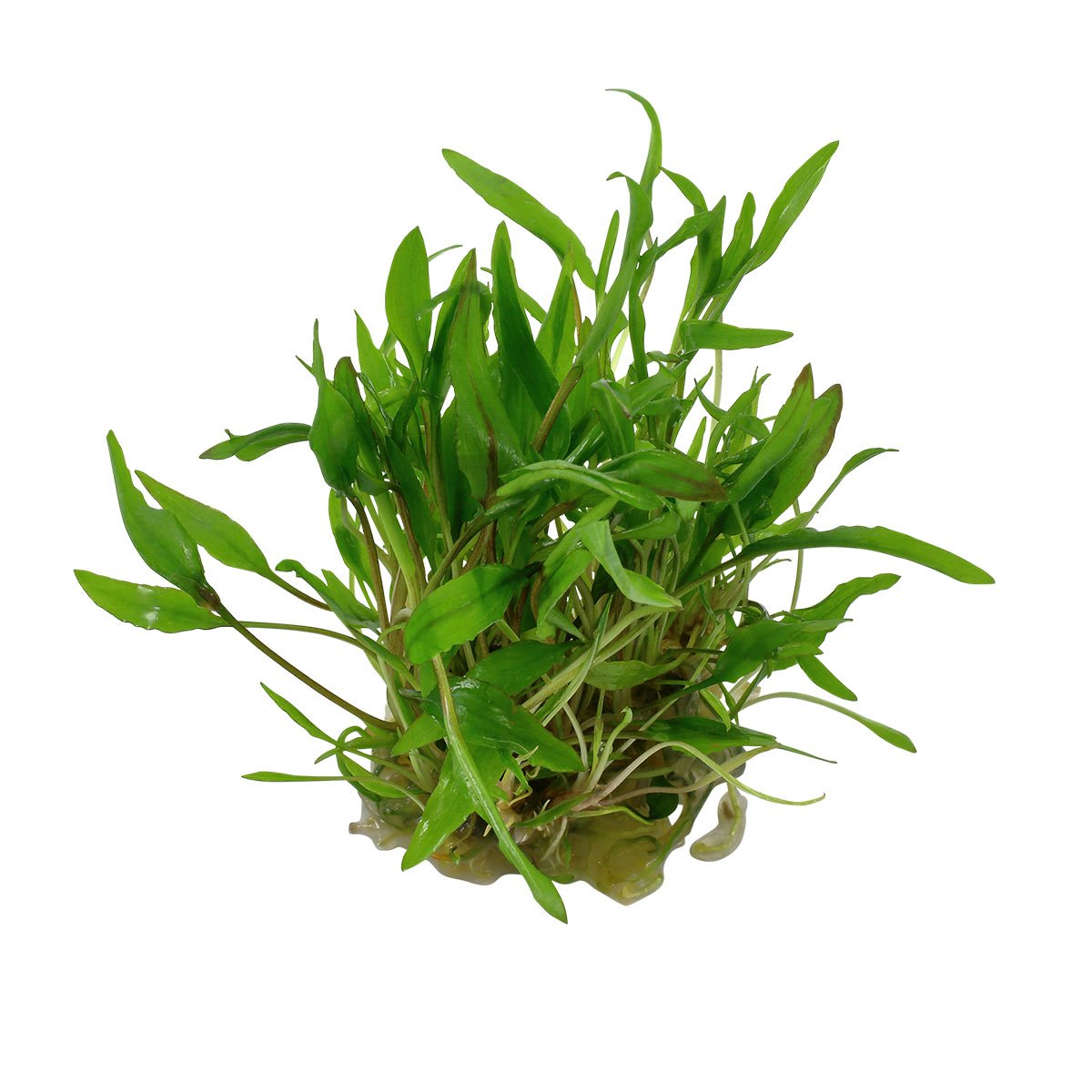 Tropica Cryptocoryne wendtii 'Green‘ akvarijní rostlina