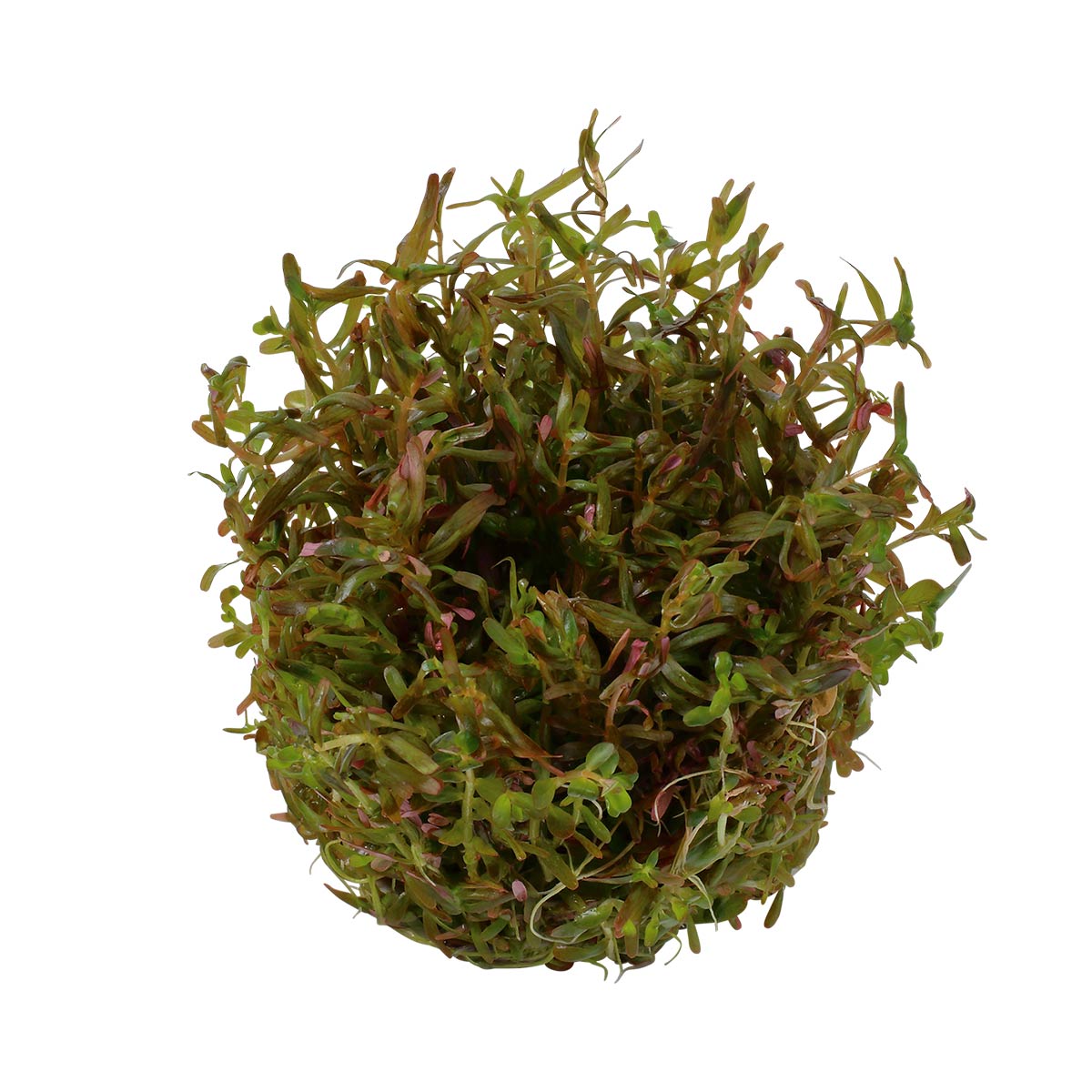 Tropica akvarijní rostlina Rotala rotundifolia 'H'ra'